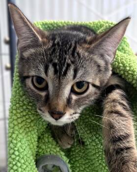 Lacey -  Tabby and Torbie Cat for Adoption in Hamilton, Ontario - Lacey | PetCurious