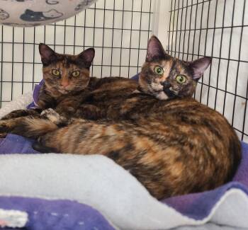 Flicker, Romy & Zoomer -  Domestic Short Hair Cat for Adoption in Kirkland, Washington - Flicker, Romy & Zoomer | PetCurious