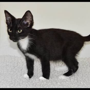 Noah -  Tuxedo Cat for Adoption in San Andreas, California - Noah | PetCurious