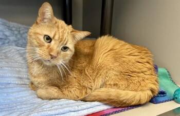 Domestic Short Hair Cats Available for Adoption in Kalamazoo, Michigan - REGAL | PetCurious