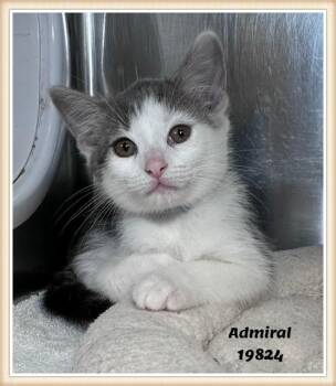 ADMIRAL see also ASHTON -  Domestic Short Hair and Tabby Cat for Adoption in Marietta, Georgia - ADMIRAL See Also ASHTON | PetCurious