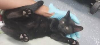 Gopher -  Domestic Short Hair Cat for Adoption in North Miami Beach, Florida - Gopher | PetCurious