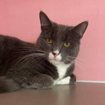 Domestic Short Hair Cats Available for Adoption in Binghamton, New York - Whelk | PetCurious
