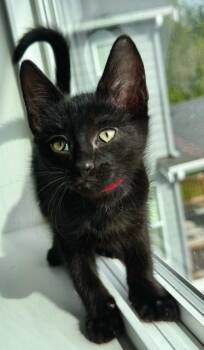 Domestic Short Hair Cats Available for Adoption in Seattle, Washington - Percy | PetCurious