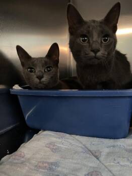 Bonita -  Domestic Short Hair Cat for Adoption in Ferndale, Michigan - Bonita | PetCurious