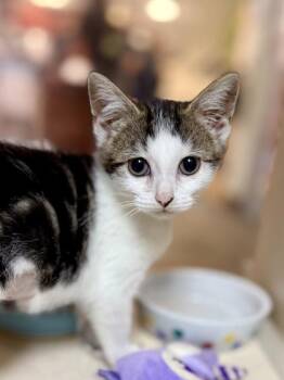 92882a Moon -  Domestic Short Hair Cat for Adoption in North Charleston, South Carolina - 92882a Moon | PetCurious