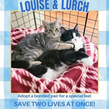 Lurch -  Domestic Short Hair Cat Available for Adoption in Charlottesville, Virginia - Lurch | PetCurious