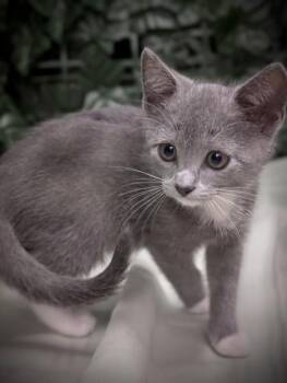 Belle Hadid -  Domestic Short Hair Cat for Adoption in West Chester, Pennsylvania - Belle Hadid | PetCurious