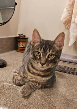 Rescue Domestic Short Hair Cats for Adoption in Franklin Township, New Jersey - Tucson | PetCurious