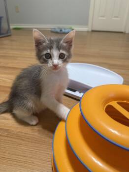 Rescue Domestic Short Hair Cats for Adoption in Bryan, Texas - Clucky Charm | PetCurious