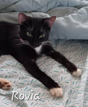 Domestic Short Hair Cats Available for Adoption - Rovia | PetCurious