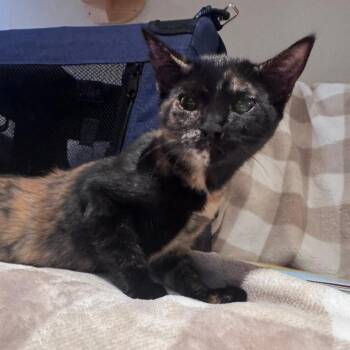 Bellie -  Domestic Short Hair Cat for Adoption in Hemet, California - Bellie | PetCurious