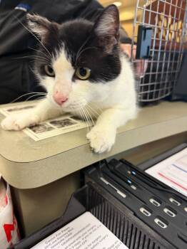 Domestic Short Hair and Mixed Breed Cats Available for Adoption - Cat Condo #8 Exxon | PetCurious