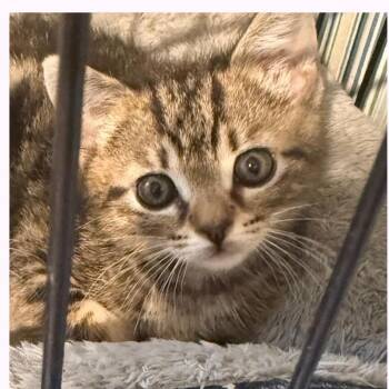 Domestic Short Hair Cats Available for Adoption in Austin, Texas - Moose Tracker | PetCurious