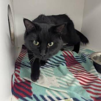 Gomez -  Domestic Long Hair Cat for Adoption in Jeffersonville, Indiana - Gomez | PetCurious