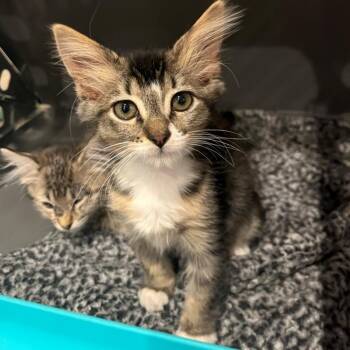 Sierra Plump -  Domestic Short Hair Cat for Adoption in Morrison, Colorado - Sierra Plump | PetCurious