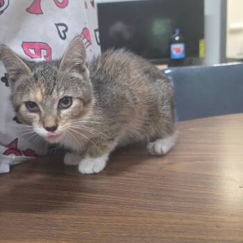 Foxie -  Domestic Short Hair Cat for Adoption in Clanton, Alabama - Foxie | PetCurious