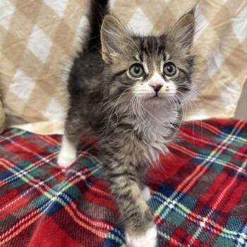 Dior -  Domestic Medium Hair Cat for Adoption in Hawthorne, California - Dior | PetCurious