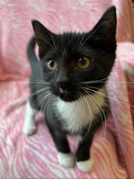 Via -  Domestic Short Hair Cat for Adoption in Warren, Pennsylvania - Via | PetCurious