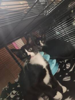 Mojo -  Domestic Short Hair Cat for Adoption in Virginia Beach, Virginia - Mojo | PetCurious