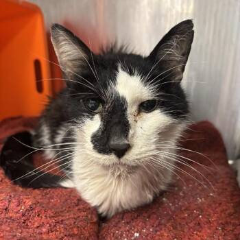 Domestic Short Hair Cats Available for Adoption - Roman | PetCurious