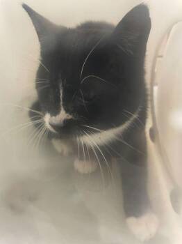 Domestic Short Hair Cats Available for Adoption - 123 Rose St 2 | PetCurious