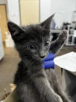 Domestic Medium Hair Cats Available for Adoption in Dallas, Texas - SQUID | PetCurious