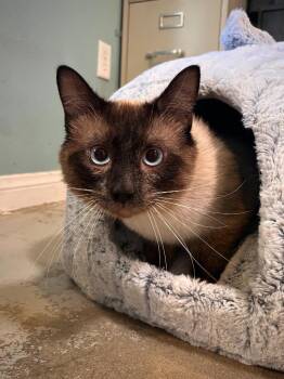 Rolo -  Siamese Cat for Adoption in Los Angeles, California - Rolo | PetCurious