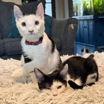 Domestic Short Hair Cats Available for Adoption in Huntsville, Alabama - Panda | PetCurious