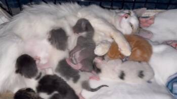 Domestic Medium Hair and Calico Cats Available for Adoption in Pacifica, California - Eva | PetCurious