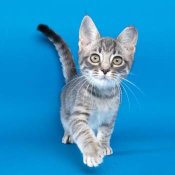 Pip -  Domestic Short Hair Cat for Adoption in Franklin, Tennessee - Pip | PetCurious