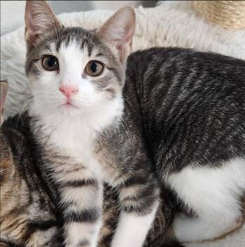 Eugenia Haseman -  Domestic Short Hair Cat for Adoption in Morrison, Colorado - Eugenia Haseman | PetCurious
