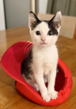 Spot -  Domestic Short Hair Cat for Adoption in Kansas City, Missouri - Spot | PetCurious