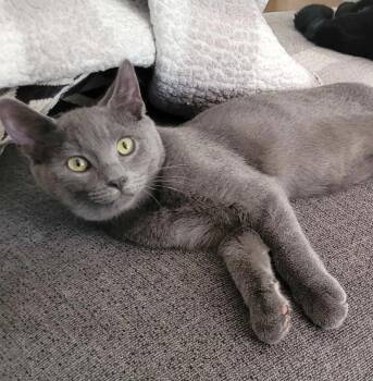 Rescue Domestic Short Hair Cats for Adoption in Delhi, Ontario - FILIP | PetCurious