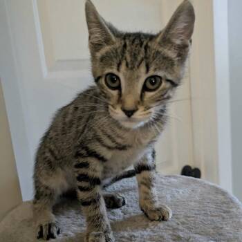 Harry P -  Domestic Short Hair Cat for Adoption in Huntsville, Alabama - Harry P | PetCurious