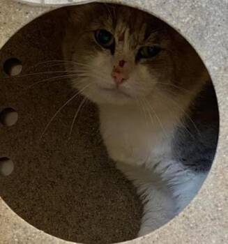 Domestic Short Hair Cats Available for Adoption in Lampasas, Texas - Spicy Rack-Barn Cat | PetCurious