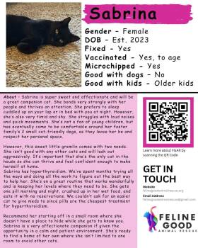 Sabrina -  Domestic Short Hair Cat for Adoption in Eugene, Oregon - Sabrina | PetCurious