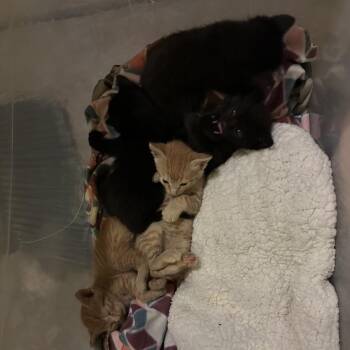 Keith Kogone -  Domestic Short Hair Cat for Adoption in Suisun City, California - Keith Kogone | PetCurious