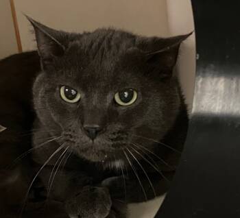 Rescue Domestic Short Hair Cats for Adoption in Christiansburg, Virginia - Tim Burton | PetCurious