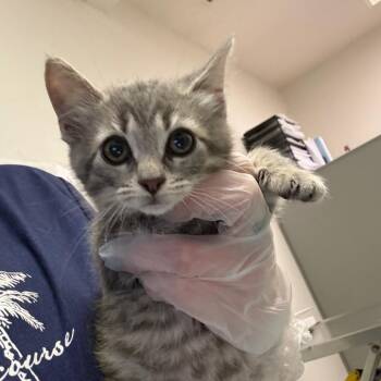 Sage -  Domestic Medium Hair Cat for Adoption in Charleston, West Virginia - Sage | PetCurious