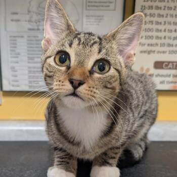 Morty -  Domestic Short Hair Cat for Adoption in Huntsville, Arkansas - Morty | PetCurious
