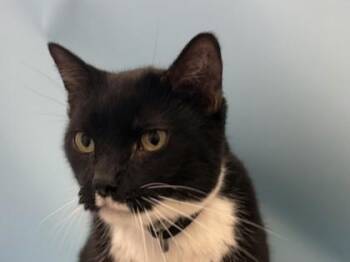 Neville -  Domestic Short Hair Cat for Adoption in Woodbury, Minnesota - Neville | PetCurious