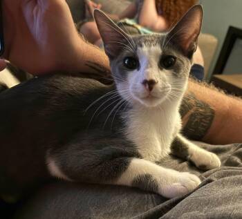 Dakota - Fee Only 99 -  Domestic Medium Hair Cat for Adoption in Glocester, Rhode Island - Dakota - Fee Only 99 | PetCurious