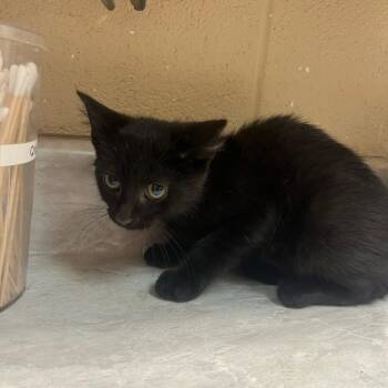 Ink -  Domestic Short Hair Cat for Adoption in Lewisburg, West Virginia - Ink | PetCurious