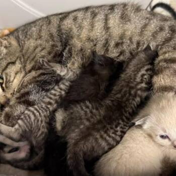 Elroy -  Domestic Short Hair Cat for Adoption in Redwood City, California - Elroy | PetCurious