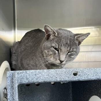 Rascal -  Domestic Short Hair Cat for Adoption in Greensboro, North Carolina - Rascal | PetCurious