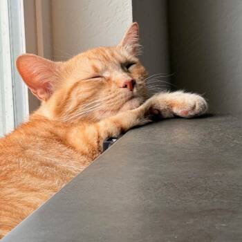 BEBE -  Domestic Short Hair Cat for Adoption in Kyle, Texas - BEBE | PetCurious
