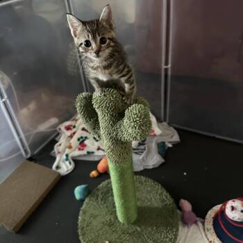 Domestic Short Hair Cats Available for Adoption in Austin, Texas - Zebra Cake 4 | PetCurious