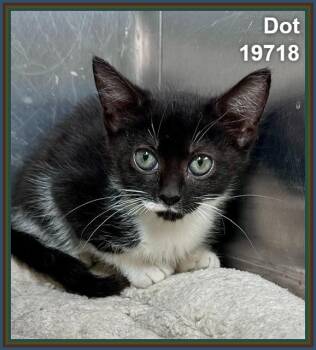 DOT (see also DASH) -  Domestic Short Hair Cat for Adoption in Marietta, Georgia - DOT (see Also DASH) | PetCurious