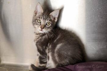 Rescue Domestic Medium Hair Cats for Adoption in Elmwood, Louisiana - Roar | PetCurious